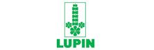 Lupin 