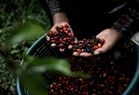 Vietnam's Coffee Industry is Straining Challenges to Achieve Sustainable Development