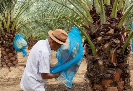 Malaysia's Palm Oil Sector in Advantageous Position