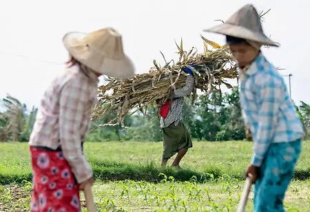 Vietnam's Sugar Industry Efforts to Restore Sugarcane Produce is Now Bearing Fruit